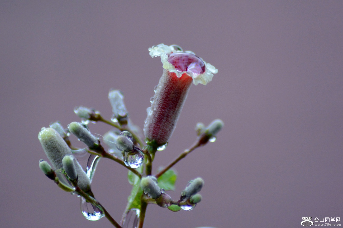 DSC_2660_11.jpg