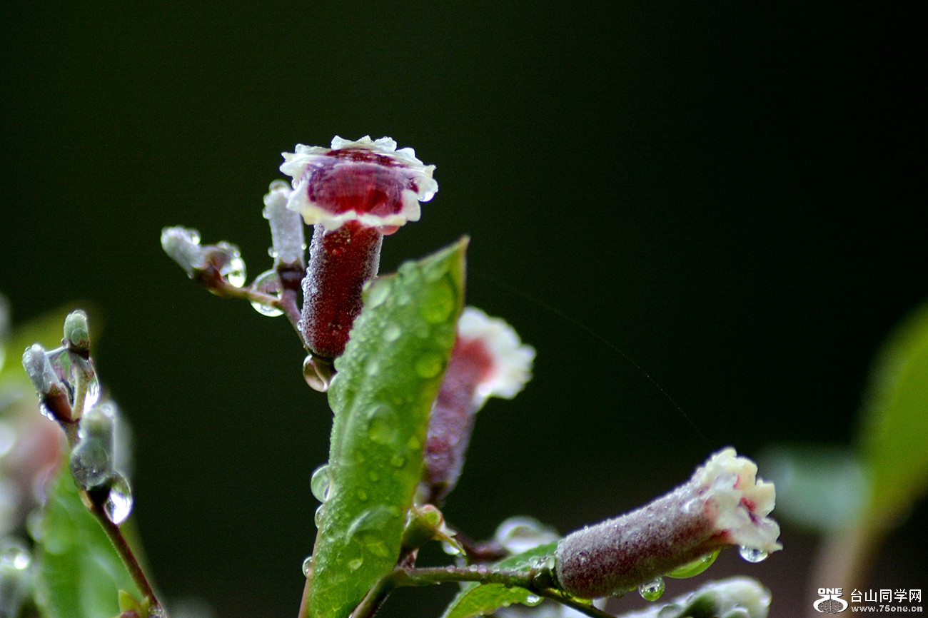 DSC_2597_2.jpg