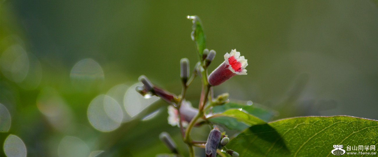DSC_2910_50.jpg