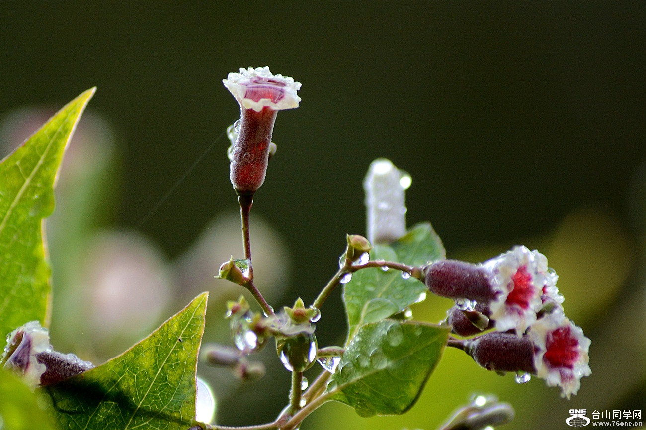 DSC_2696_23.jpg