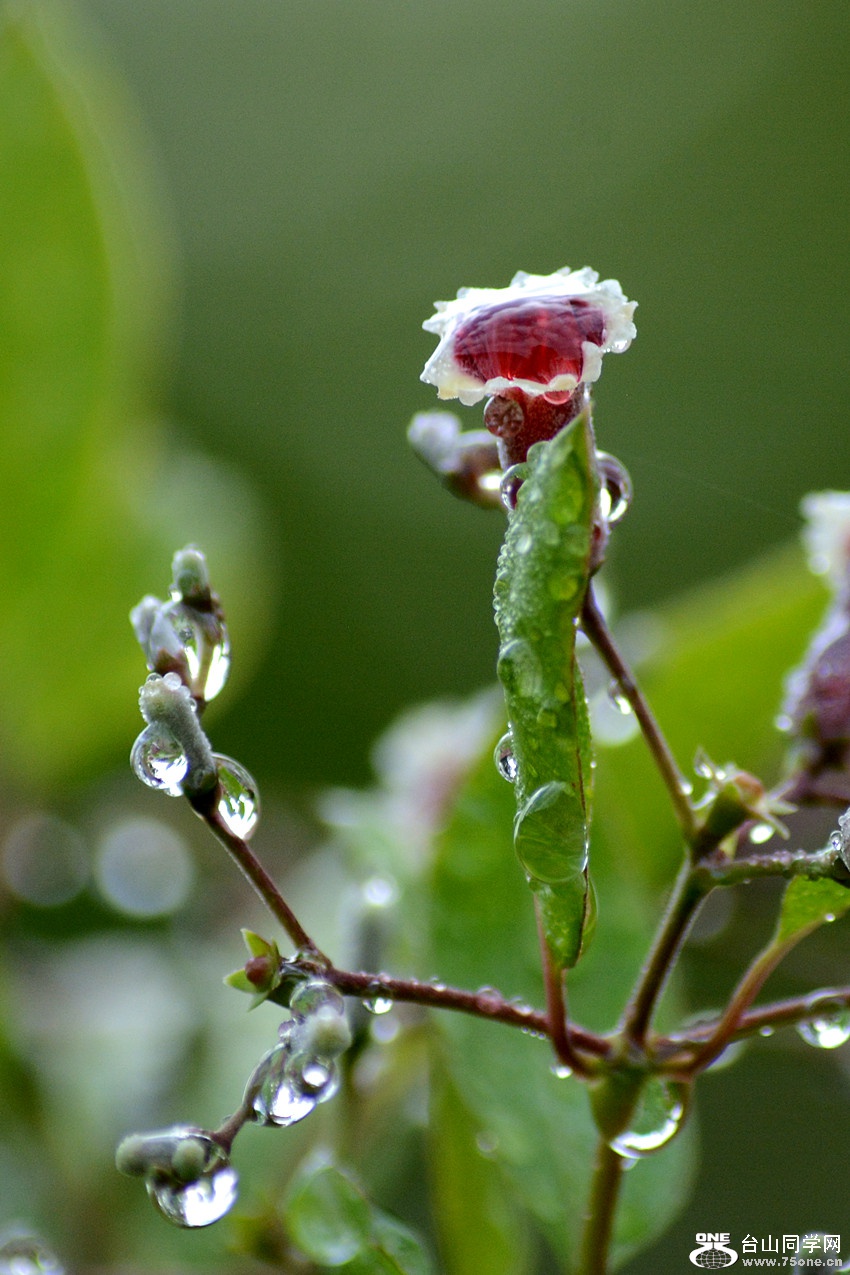 DSC_2607_3.jpg