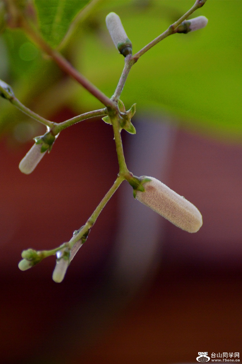 DSC_2896_48.jpg