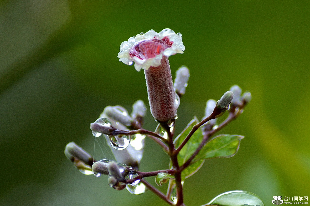 DSC_2610_4.jpg