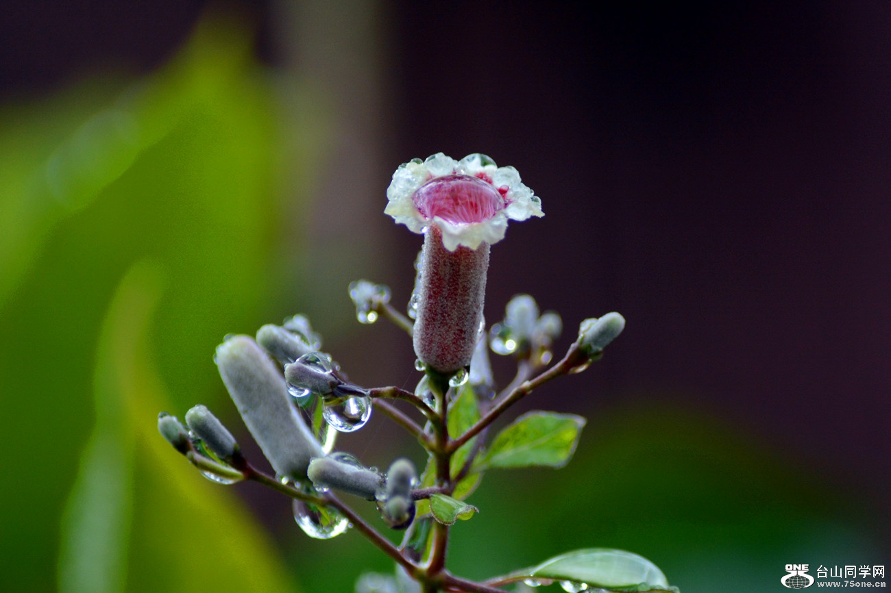 DSC_2591_1.jpg
