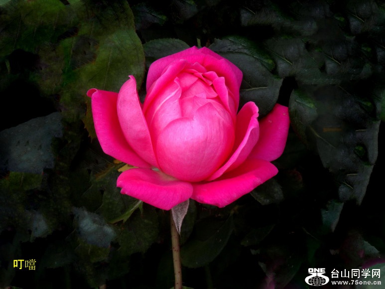 DSC07748c_1.jpg