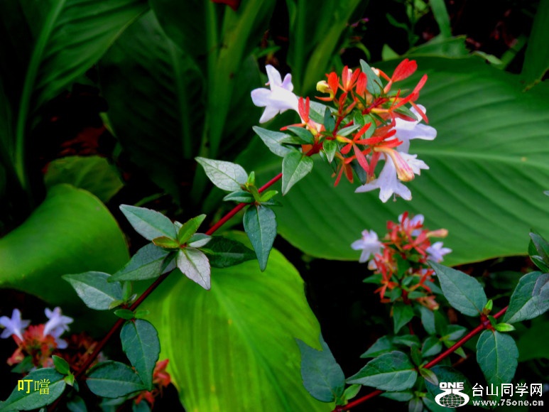 DSC07882a_1.jpg