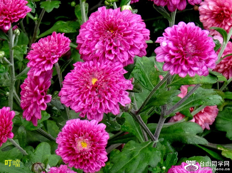 DSC07434c_1.jpg