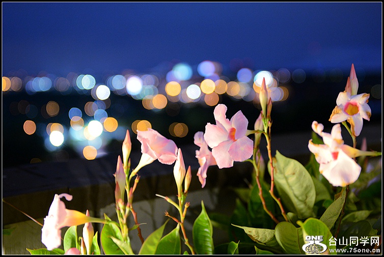 DSC_1550.JPG