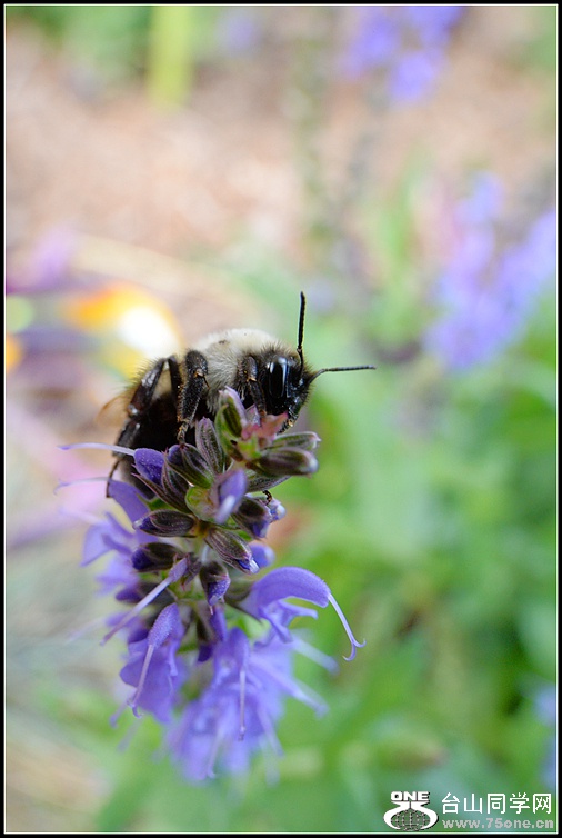 DSC_2389.JPG