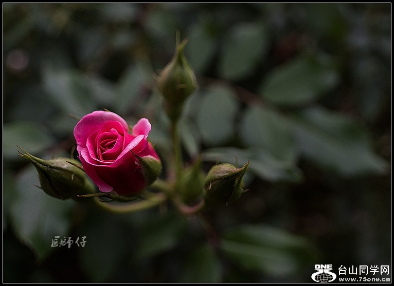 DSC_3342.jpg