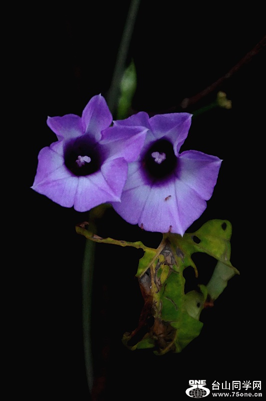 DSC08388.JPG
