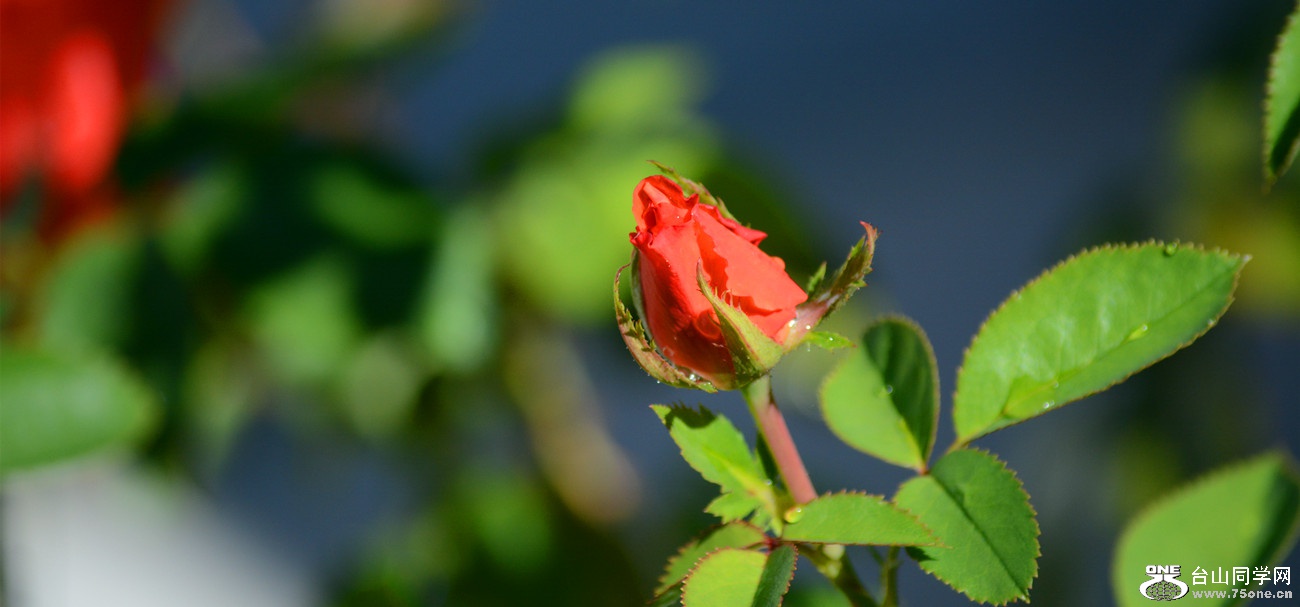 DSC_9254_52.jpg