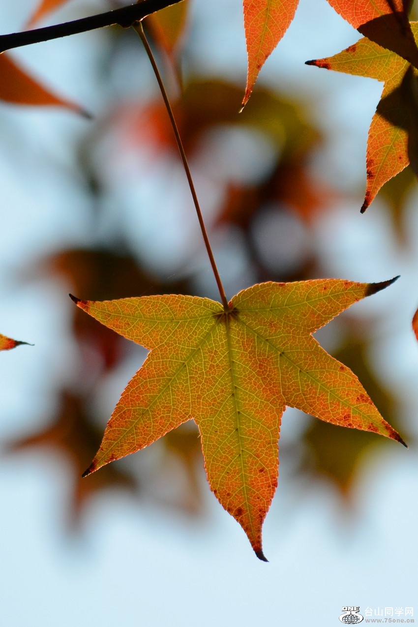 DSC_3337_57.jpg