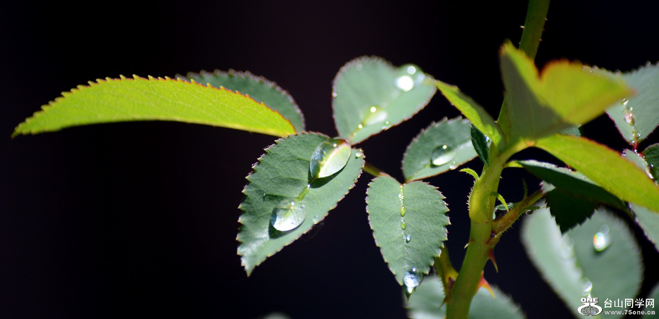 DSC_9471_9.jpg