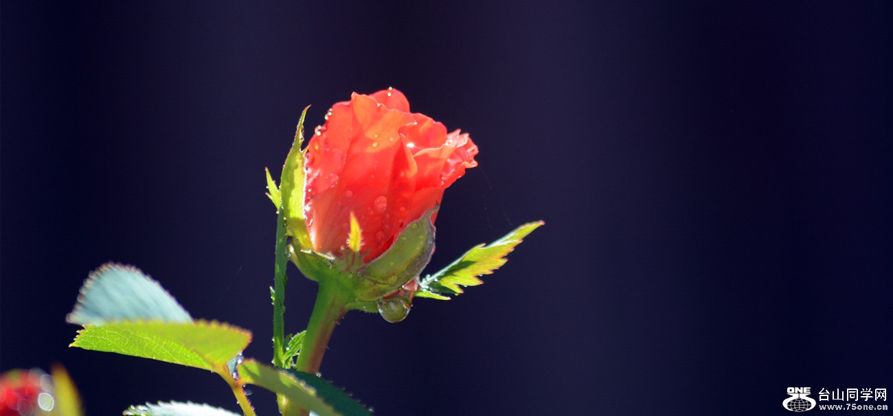 DSC_9279_49.jpg