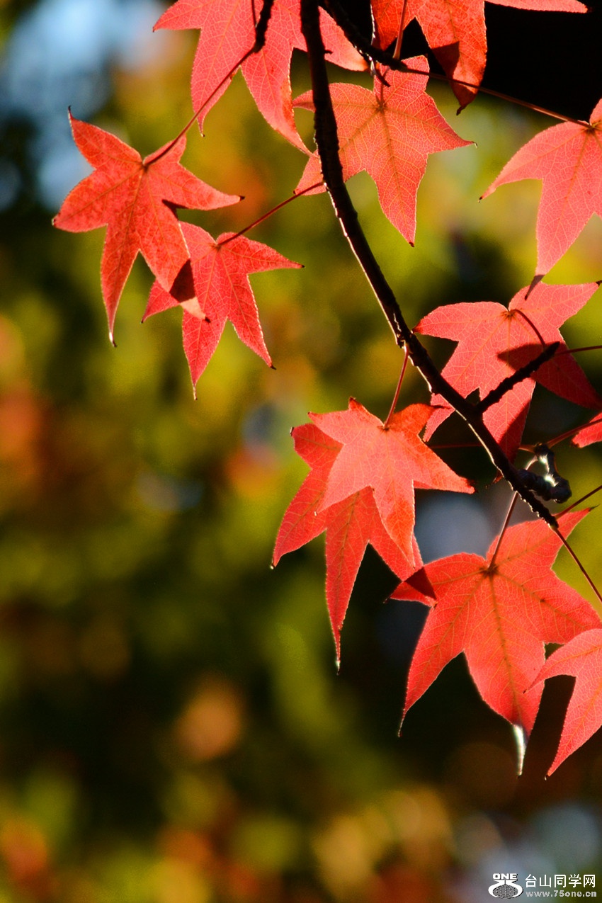 DSC_3234_10.jpg