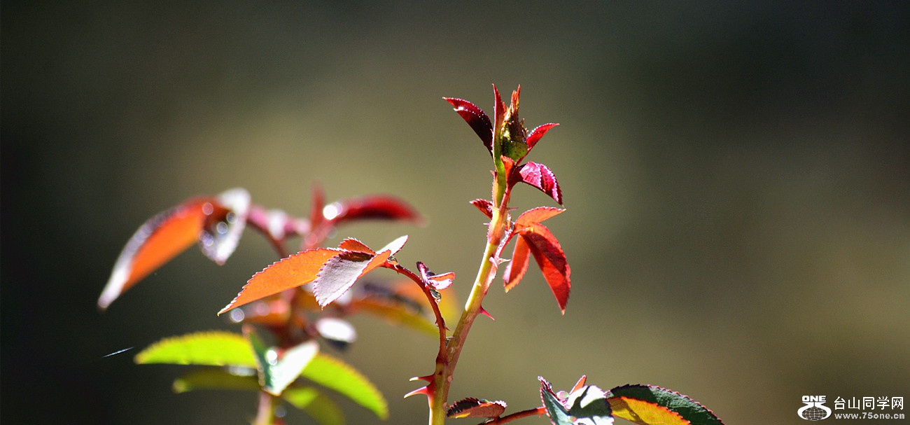 DSC_9377_27.jpg