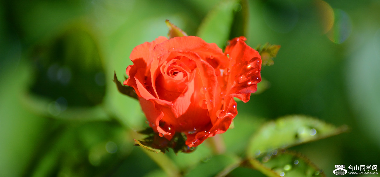 DSC_9349_33.jpg