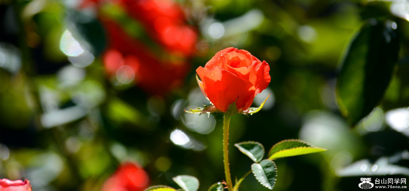 DSC_9400_21.jpg