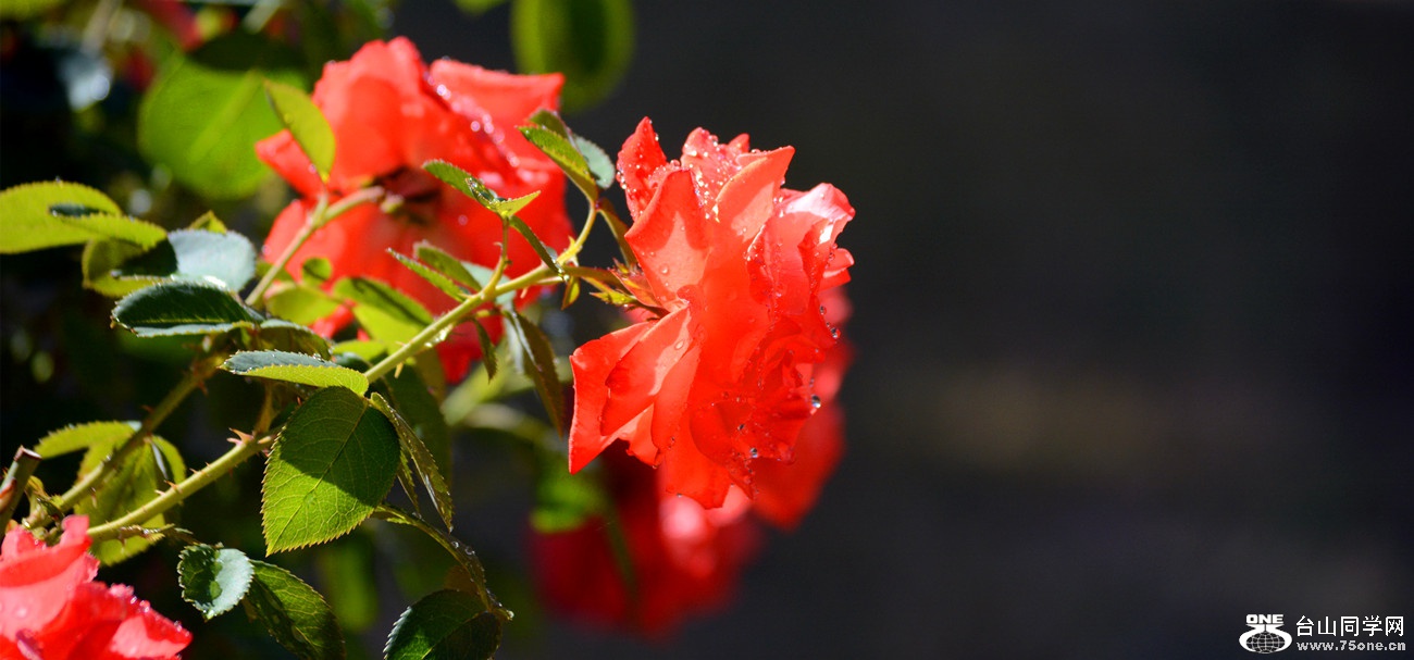 DSC_9311_41.jpg