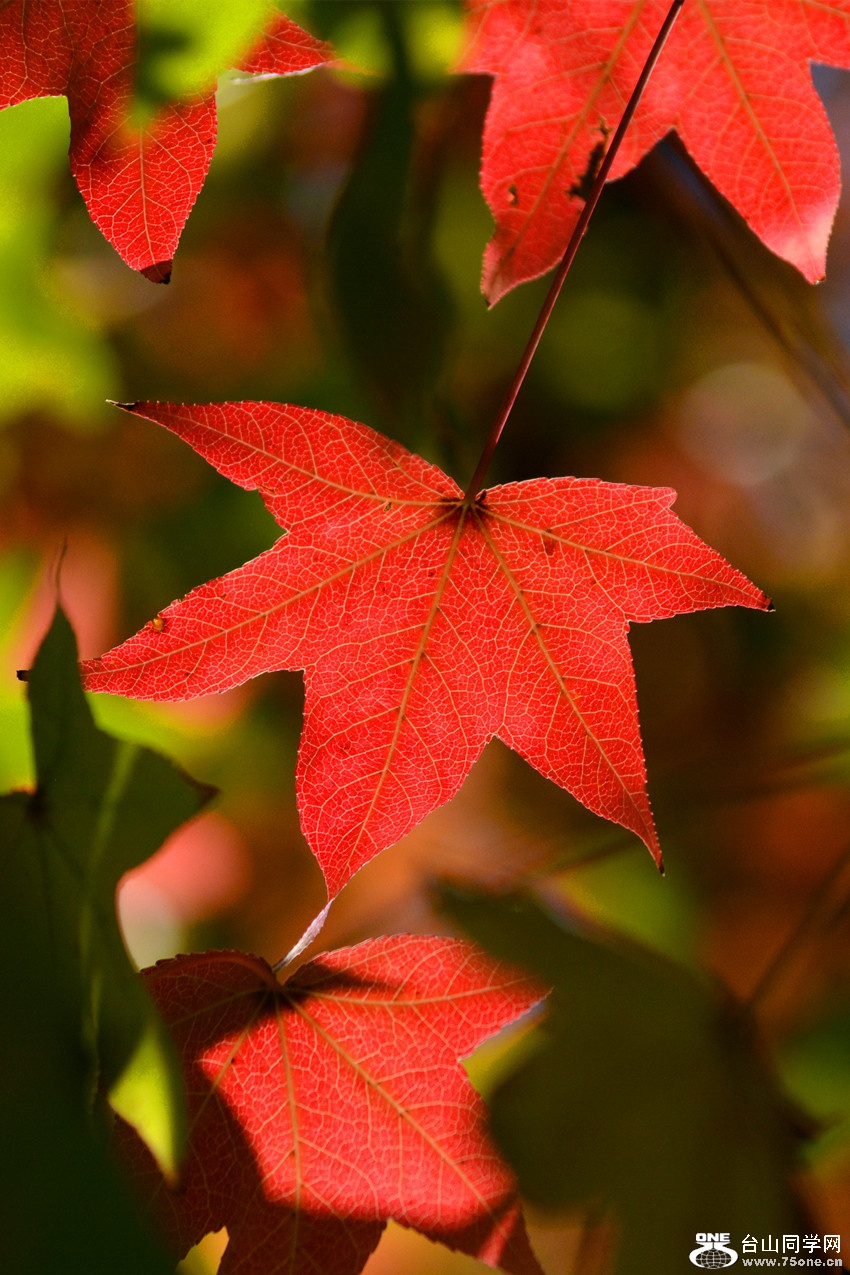 DSC_3349_44.jpg