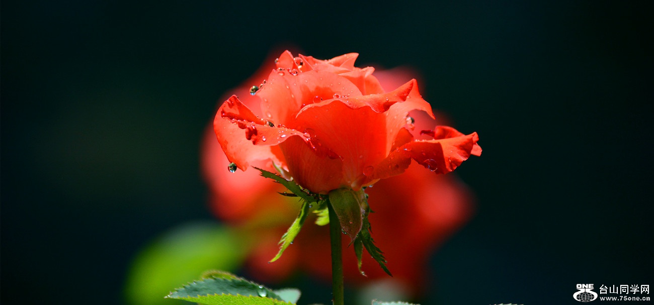 DSC_9526_12.jpg