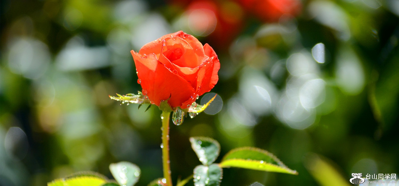 DSC_9462_14.jpg