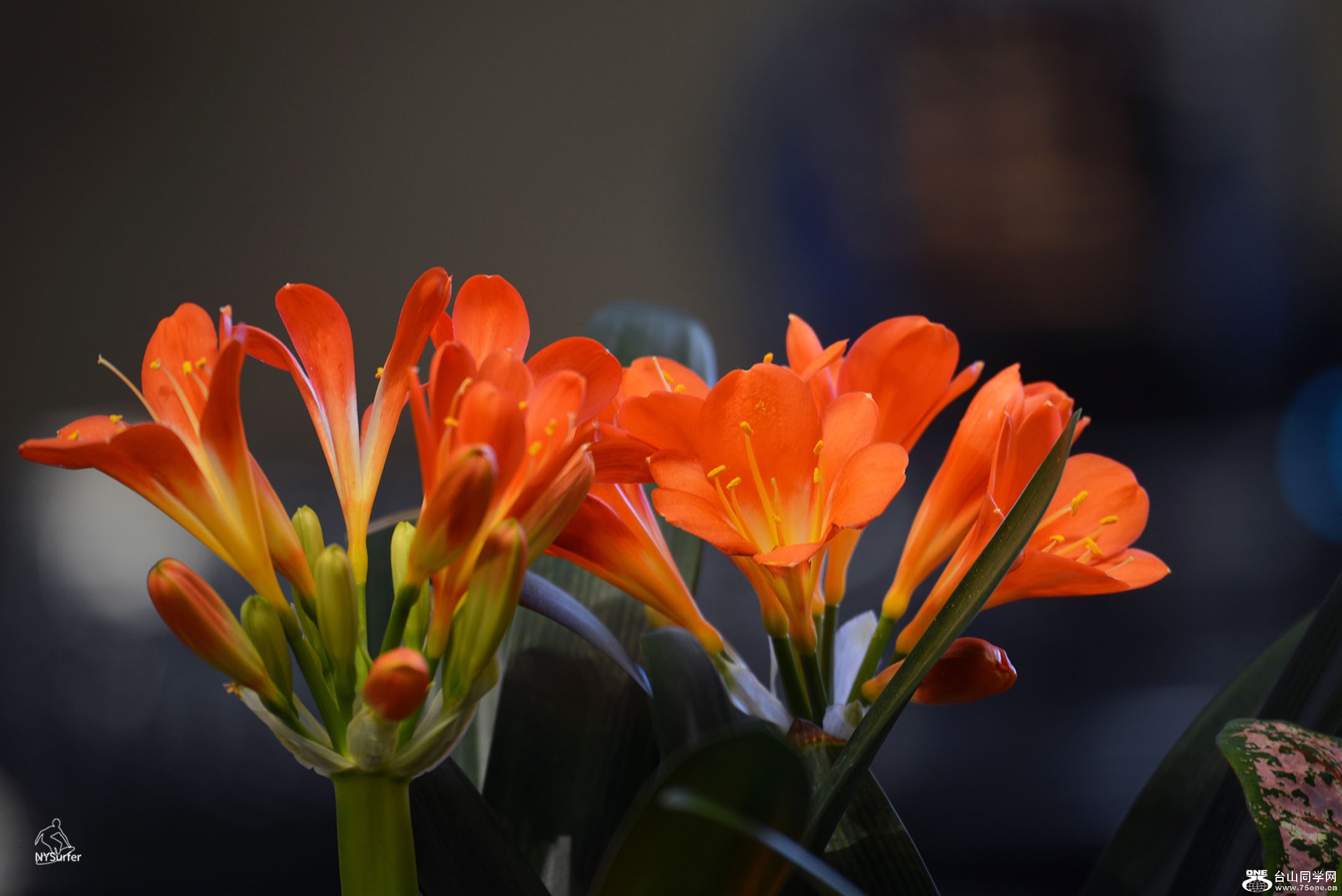DSC_21173.jpg