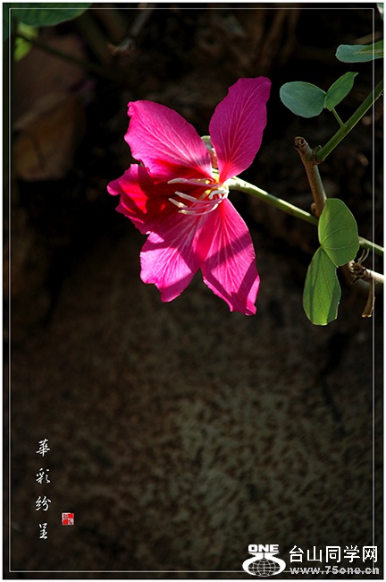 DSC_6207.jpg