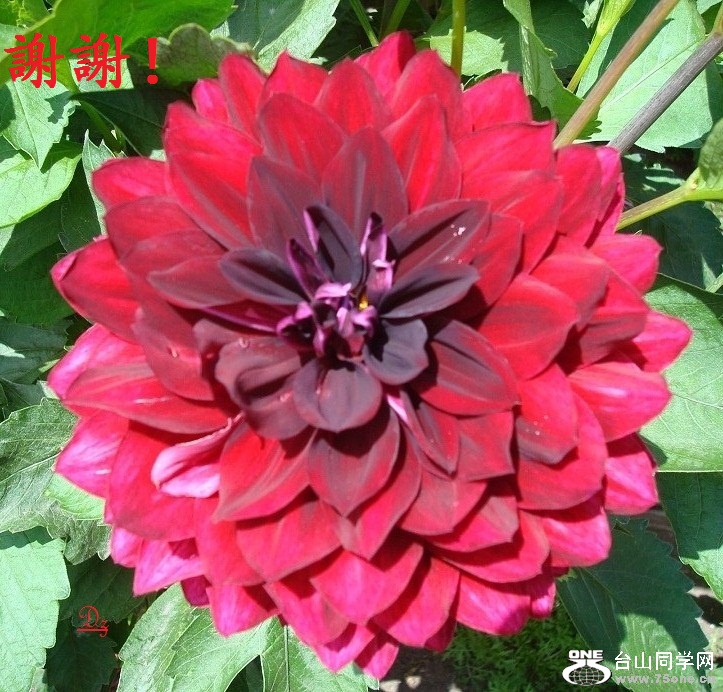 19_11040_195ff39727fa1b8-copy.jpg