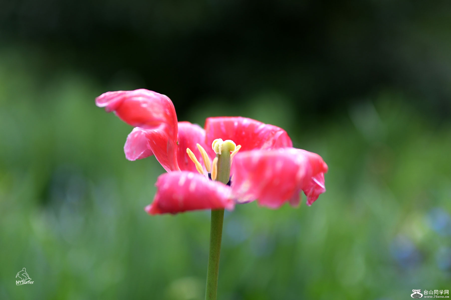 DSC_51366.jpg