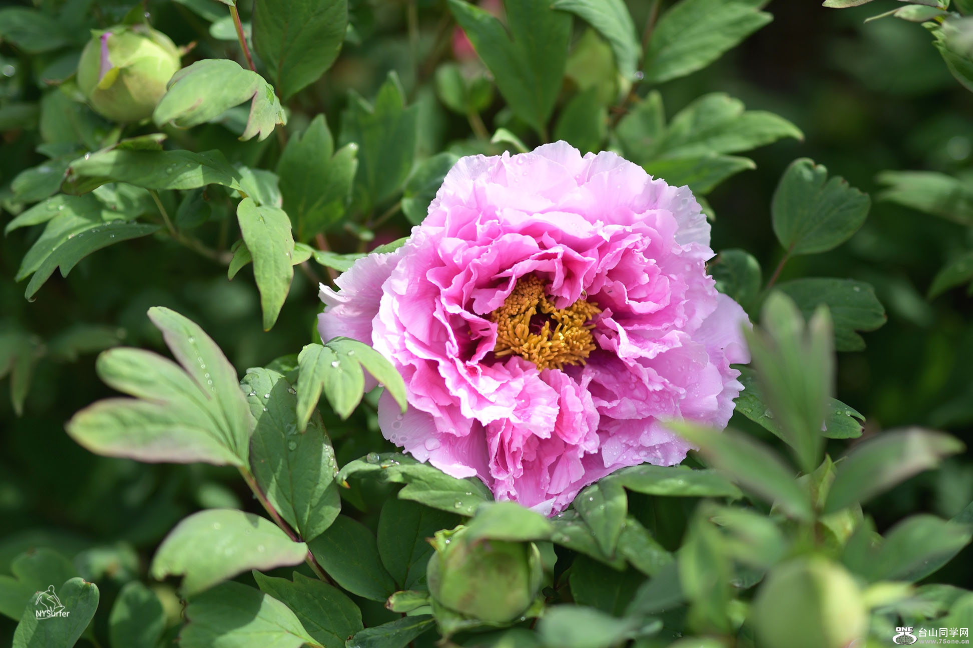 DSC_51282.jpg