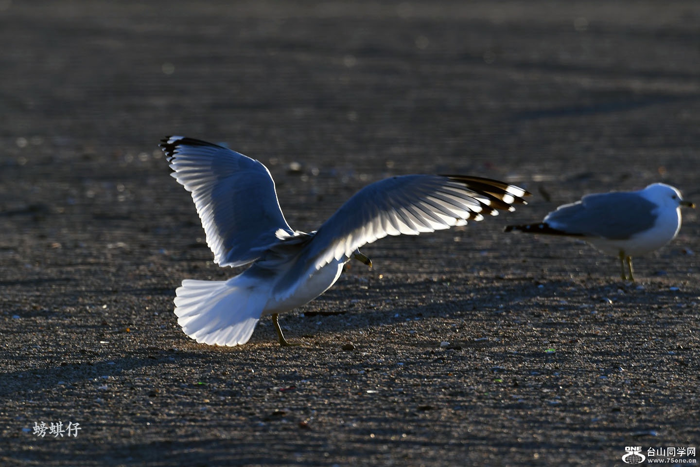 DSC_001231001.jpg