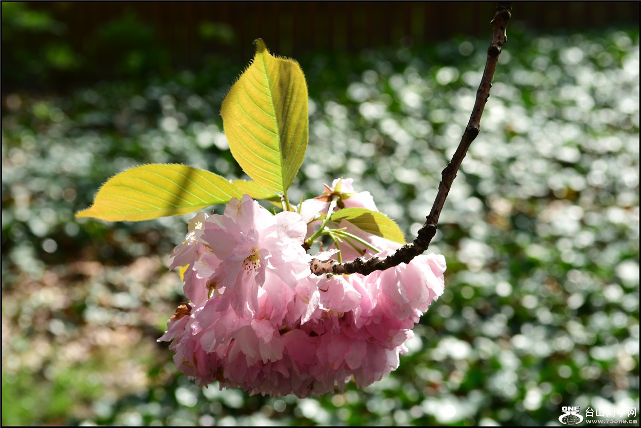 DSC_5919.jpg