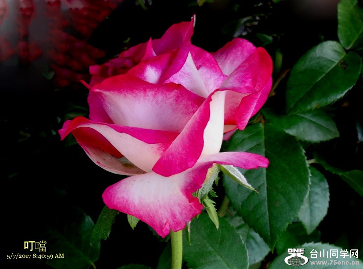 DSC01023a1_1.jpg