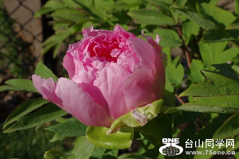 TSMY0021.JPG
