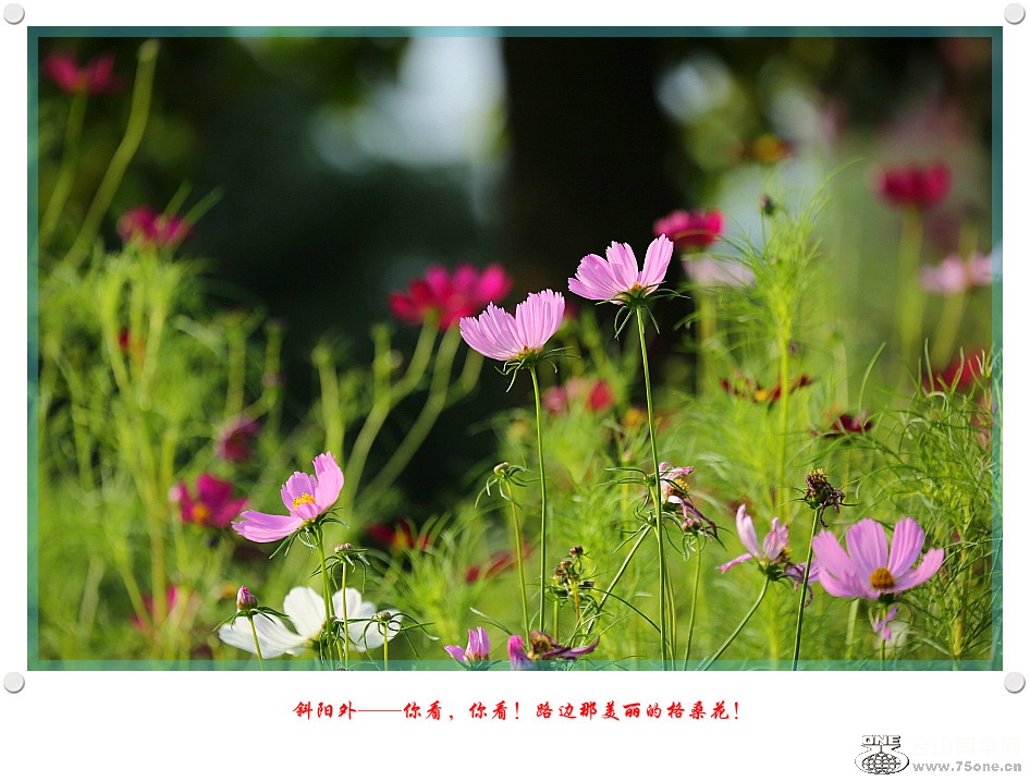 DPP_2017.5.290188_.jpg