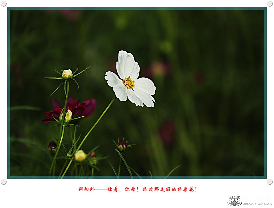 DPP_2017.5.290113_.jpg