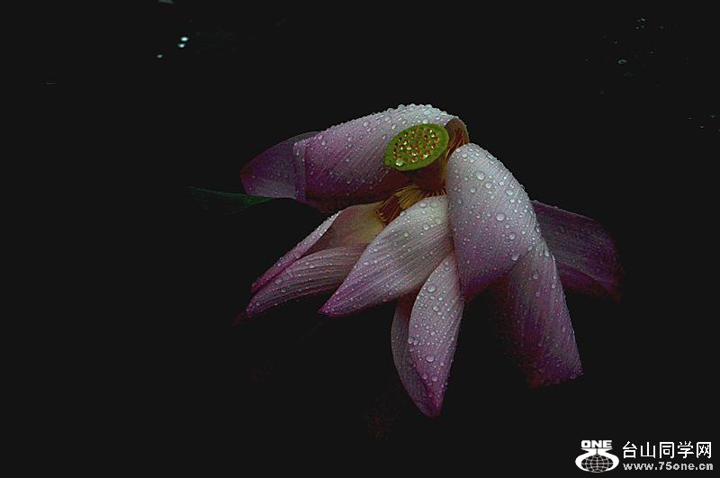 DSC07930.JPG