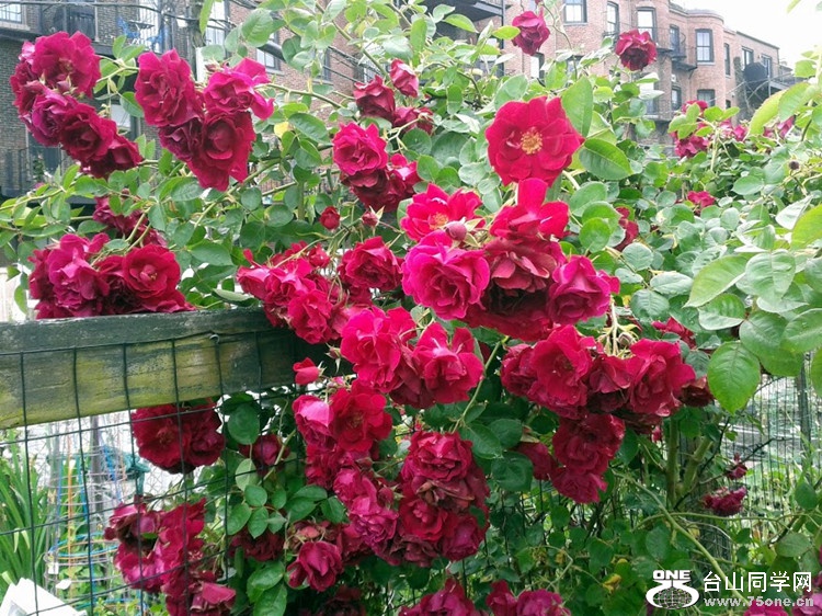 20170617_143140_.jpg