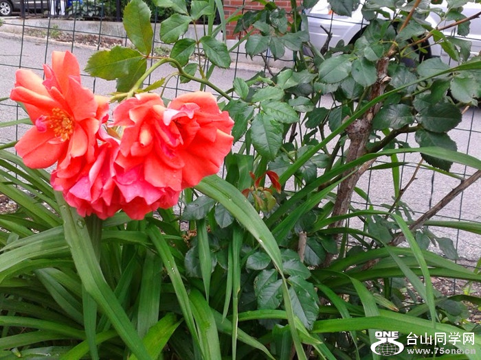 20170617_140254_.jpg
