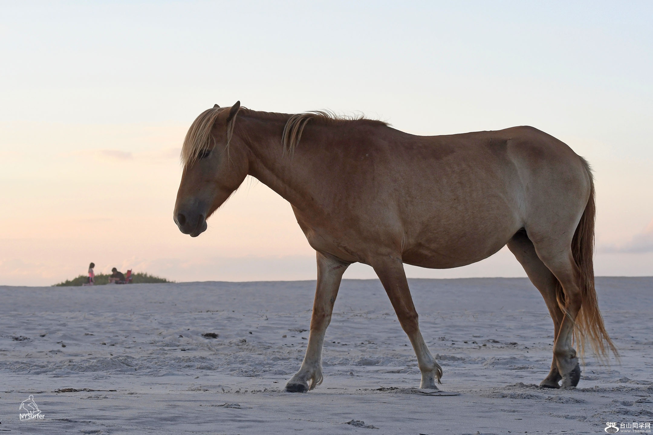 DSC_21767.jpg
