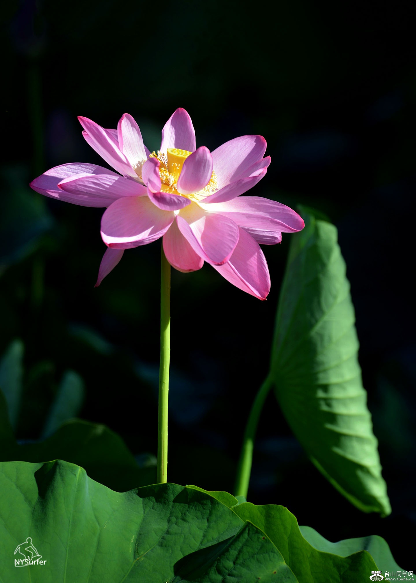 DSC_61152.jpg