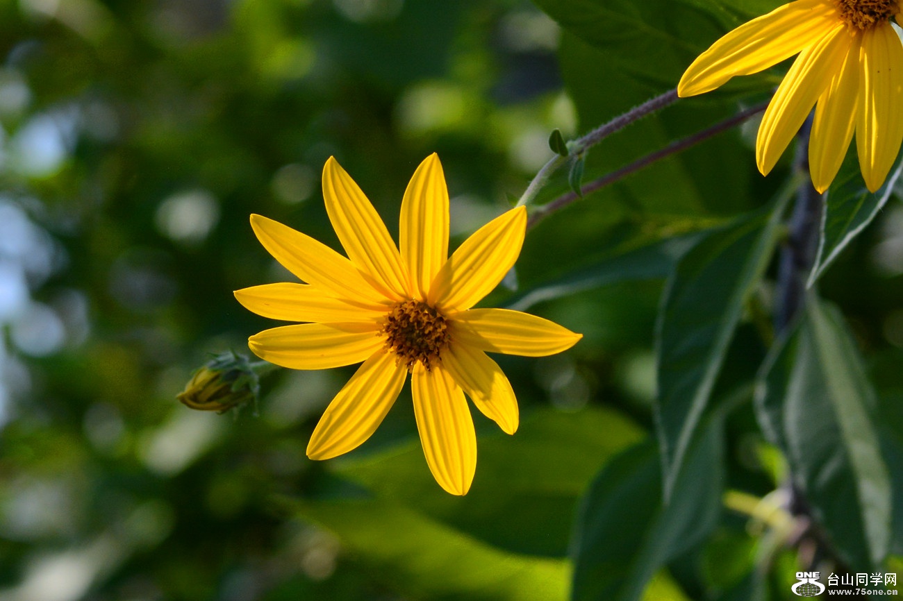 DSC_5234_39.jpg
