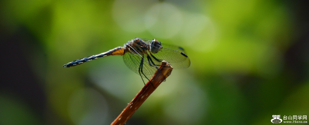 DSC_3785_31.jpg