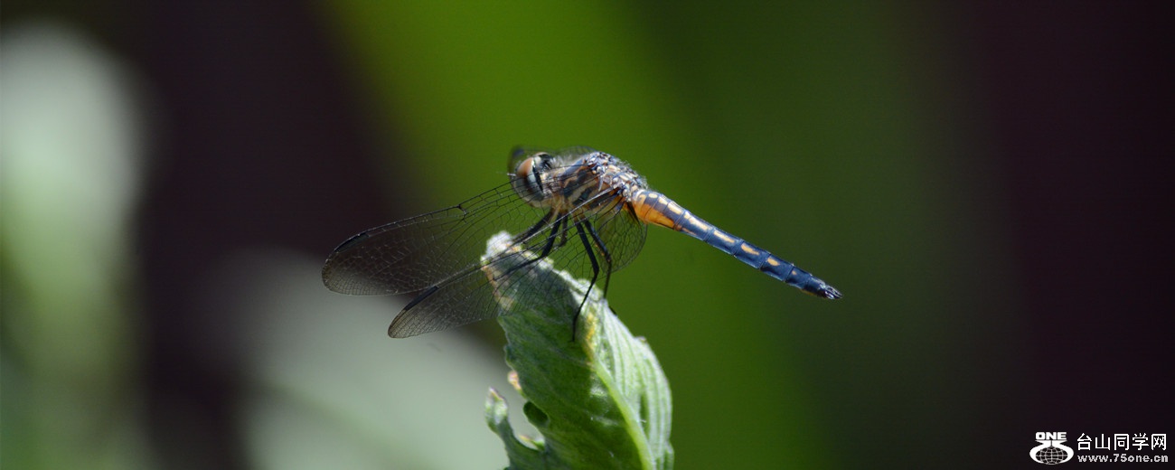 DSC_3722_23.jpg