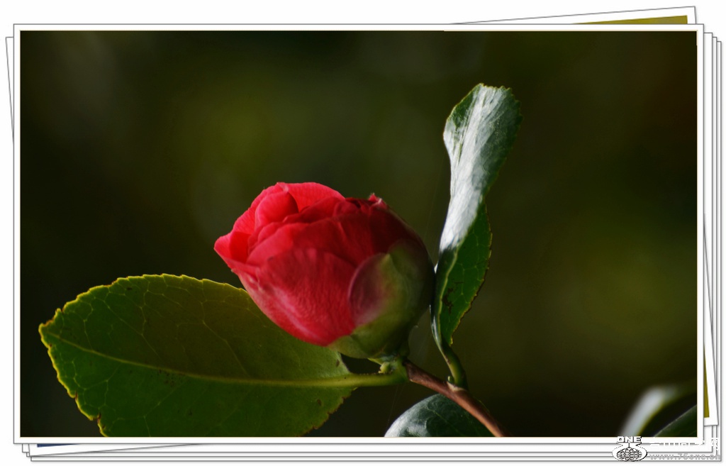 DSC_1398.jpg