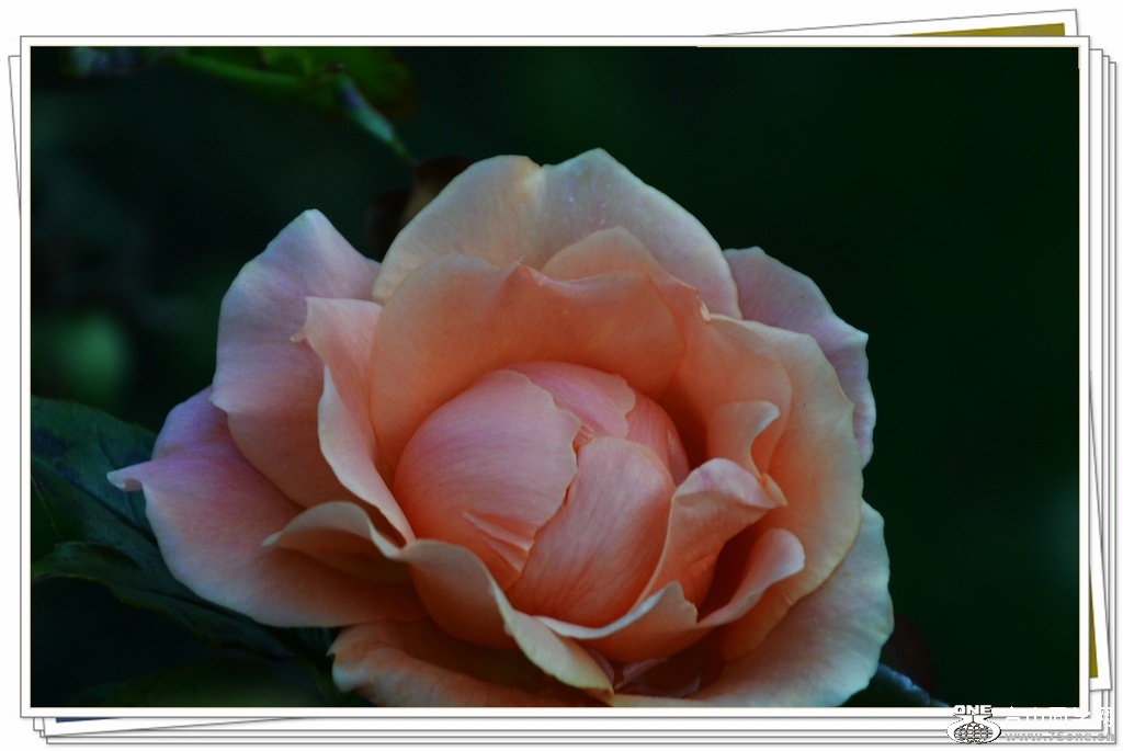 DSC_0832.jpg