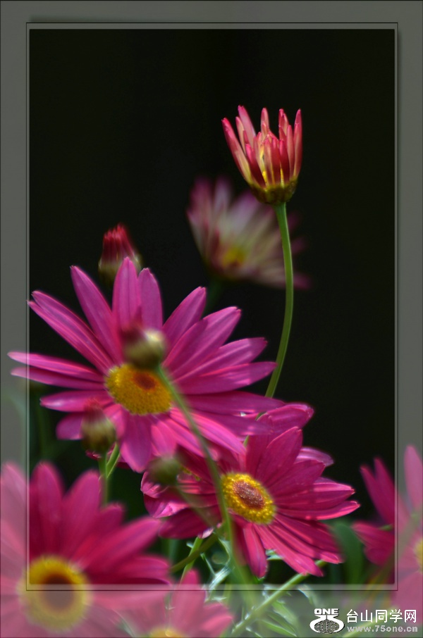 DSC_4337.jpg