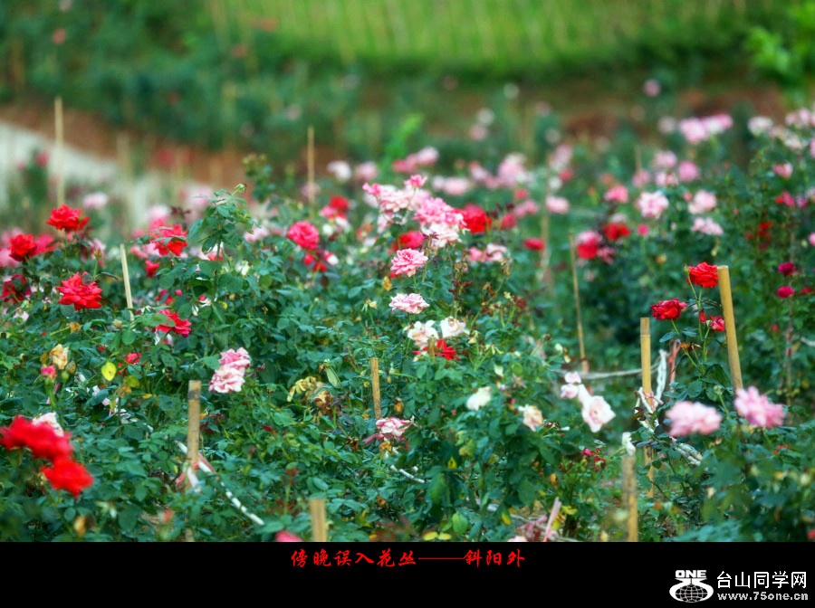 DPP_2017.10.50266_副本.jpg